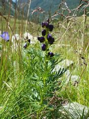 Aconitum tauricum