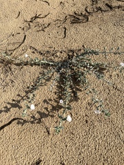 Convolvulus cephalopodus