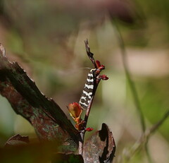 Paracochylis amoenana