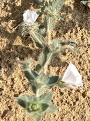Convolvulus cephalopodus