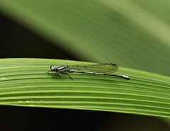 Pseudagrion kersteni