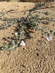 Convolvulus cephalopodus