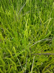 Lycopodium clavatum