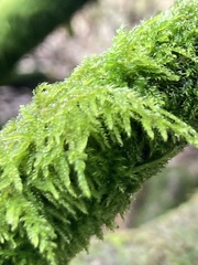 Kindbergia praelonga