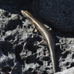 Cryptoblepharus poecilopleurus