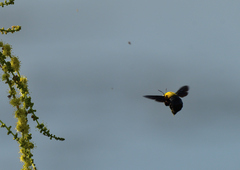 Xylocopa ruficornis