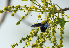 Xylocopa ruficornis