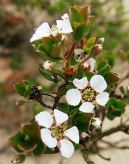 Leptospermum blakelyi
