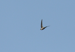 Cypsiurus balasiensis