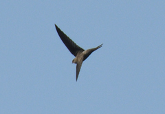 Cypsiurus balasiensis