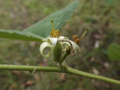 Grewia latifolia