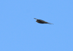 Cypsiurus balasiensis