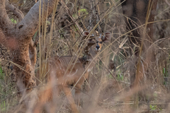 Tragelaphus scriptus