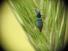 Clanoptilus spinipennis