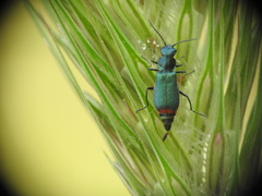 Clanoptilus spinipennis