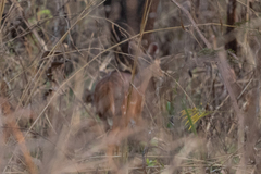 Tragelaphus scriptus