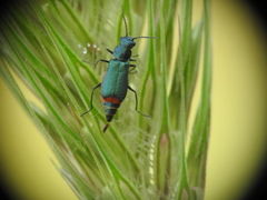 Clanoptilus spinipennis