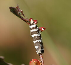 Paracochylis amoenana