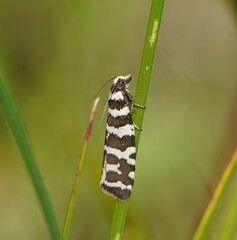 Paracochylis amoenana