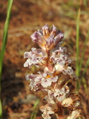 Orobanche crenata