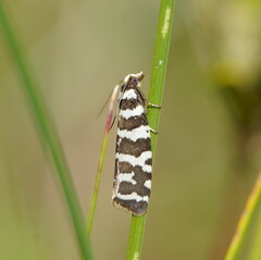 Paracochylis amoenana