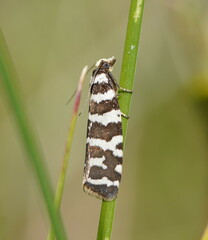 Paracochylis amoenana