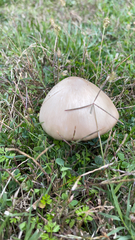 Volvopluteus gloiocephalus