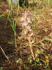Orobanche crenata