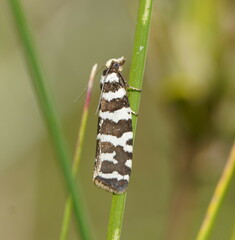 Paracochylis amoenana
