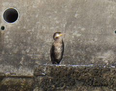 Phalacrocorax capillatus