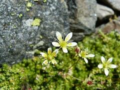 Saxifraga bryoides