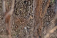 Tragelaphus scriptus