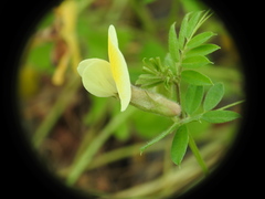 Vicia hybrida