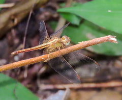 Neurothemis intermedia