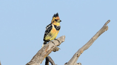 Trachyphonus vaillantii