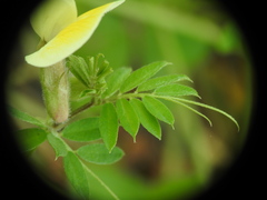 Vicia hybrida