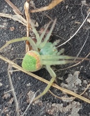 Araneus circulissparsus