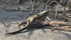 Eutropis carinata