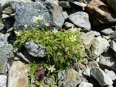 Saxifraga bryoides
