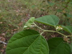 Grewia latifolia