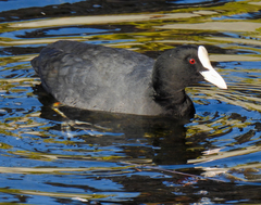 Fulica atra