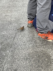 Passer montanus