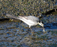Motacilla alba