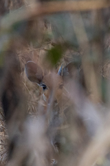 Tragelaphus scriptus