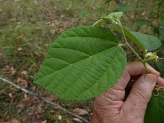 Grewia latifolia