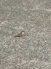 Passer montanus
