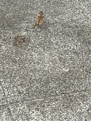 Passer montanus