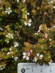 Leptospermum blakelyi