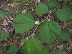 Grewia latifolia