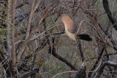 Centropus senegalensis